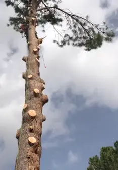 Tala y poda en altura de árboles en Cuenca y provincia